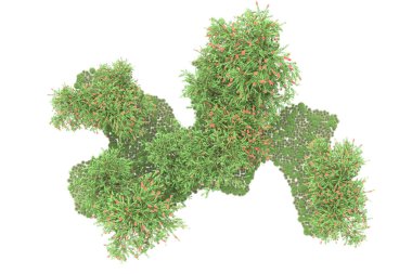 Fotokopi alanı için beyaz zemin üzerinde izole edilmiş gerçekçi ağaçlar.