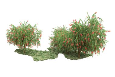 Fotokopi alanı için beyaz zemin üzerinde izole edilmiş gerçekçi ağaçlar.