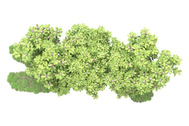 Fotokopi alanı için beyaz zemin üzerinde izole edilmiş gerçekçi ağaçlar.