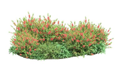 yeşil bitkiler, beyaz arkaplanda izole çiçekler 