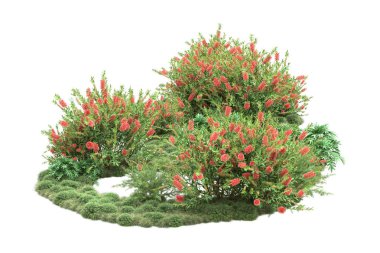 yeşil bitkiler, beyaz arkaplanda izole çiçekler 