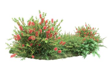 yeşil bitkiler, beyaz arkaplanda izole çiçekler 