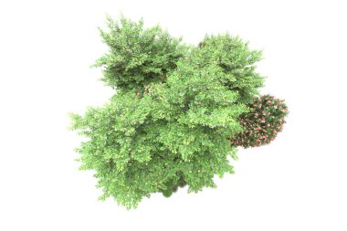 Orman ıssız. Görüntü pankartlar, posterler ya da fotoğraf manipülasyonları için kullanışlı. 3d görüntüleme - illüstrasyon