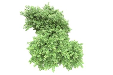 Beyaz arka planda izole edilmiş gerçekçi yeşil ağaçlar, park bitkisi konsepti 