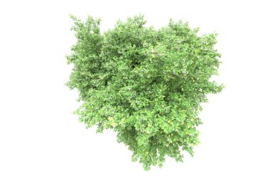 Beyaz arka planda izole edilmiş gerçekçi orman ağaçları. 3d illüstrasyon