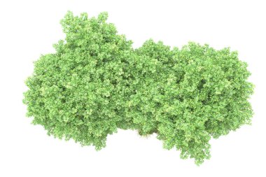 Gerçekçi orman ağaçlarının beyaz arka planda izole edilmiş 3D çizimi, flora kavramı 