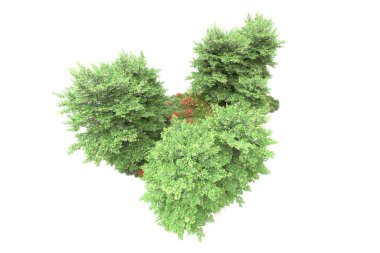 Gerçekçi orman ağaçlarının beyaz arka planda izole edilmiş 3D çizimi, flora kavramı 