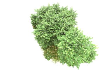 Beyaz üzerine yeşil yapraklı park ağaçları, kopyalama alanı için arkaplan