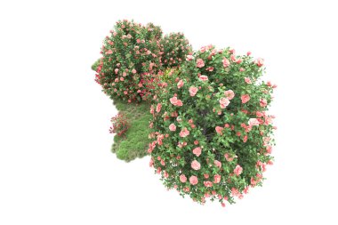 Çalılıklardaki çiçekler, beyazdaki yeşil yapraklı ağaçlar, kopyalama alanı için arkaplan