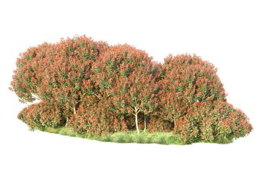 Yeşil ve kırmızı yapraklı orman ağaçları, beyaz arka planda izole edilmiş park bitkileri 