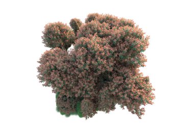 Yeşil ve kırmızı yapraklı orman ağaçları, beyaz arka planda izole edilmiş park bitkileri 