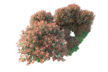 Beyaz arka planda izole edilmiş gerçekçi sonbahar ağaçları, park bitkisi konsepti 