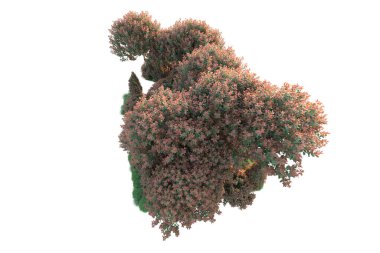 Beyaz arka planda izole edilmiş gerçekçi sonbahar ağaçları, park bitkisi konsepti 