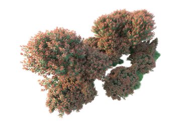 Beyaz arka planda izole edilmiş gerçekçi sonbahar ağaçları, park bitkisi konsepti 