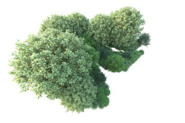 beyaz arkaplan ve orman ağaçları, 3D illüstrasyon