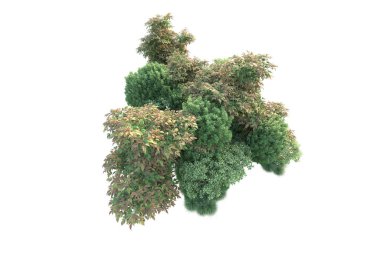 3 boyutlu illüstrasyon. Beyaz arka plan ve yeşil yapraklı orman ağaçları 