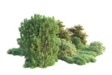Yeşil yapraklı orman ağaçlarının 3D çizimi, beyaz arka planda izole edilmiş park bitkisi 