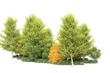 Sonbahar mevsimi ağaçları beyazda izole edilmiş, kopyalama alanı için arkaplan