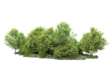 Beyaz üzerine izole ahşap ağaçlar, kopyalama alanı için arkaplan