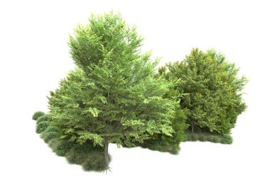 Beyaz üzerine izole ahşap ağaçlar, kopyalama alanı için arkaplan