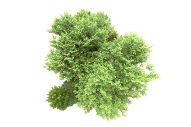 gerçekçi yeşil yaz ağaçları kopyalama alanı için beyaz arkaplan üzerinde izole