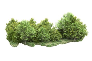 gerçekçi yeşil yaz ağaçları kopyalama alanı için beyaz arkaplan üzerinde izole