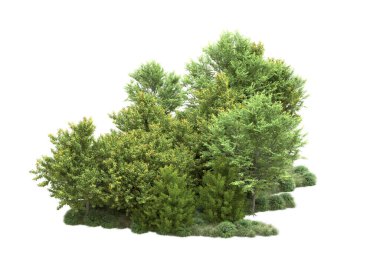 gerçekçi yeşil yaz ağaçları kopyalama alanı için beyaz arkaplan üzerinde izole