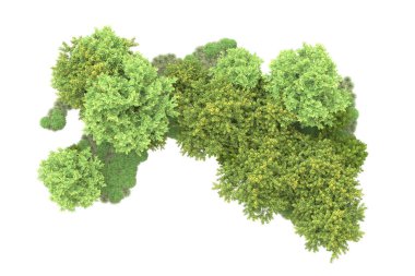 gerçekçi yeşil yaz ağaçları kopyalama alanı için beyaz arkaplan üzerinde izole