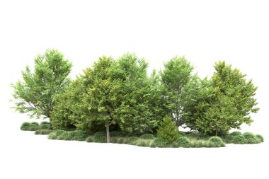 gerçekçi yeşil yaz ağaçları kopyalama alanı için beyaz arkaplan üzerinde izole