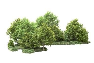 gerçekçi yeşil yaz ağaçları kopyalama alanı için beyaz arkaplan üzerinde izole