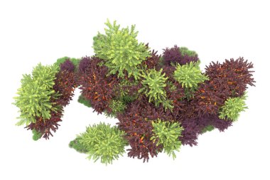 Orman ıssız. Görüntü pankartlar, posterler ya da fotoğraf manipülasyonları için kullanışlı. 3d görüntüleme - illüstrasyon