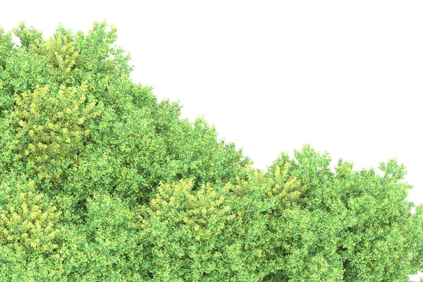 Остров Деревьями Изолированы Белом Фоне Рендеринг Иллюстрация — стоковое фото