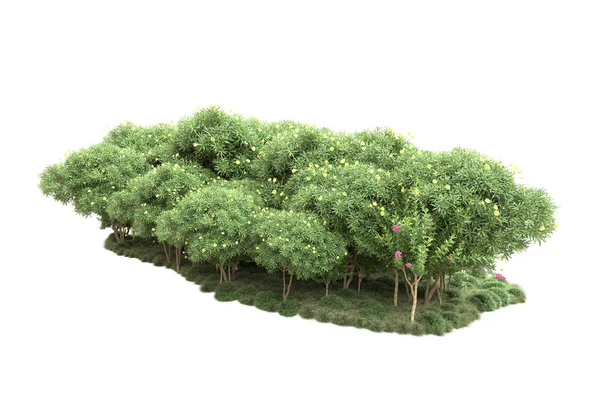 岛屿上的树木被白色背景隔离 3D渲染 — 图库照片