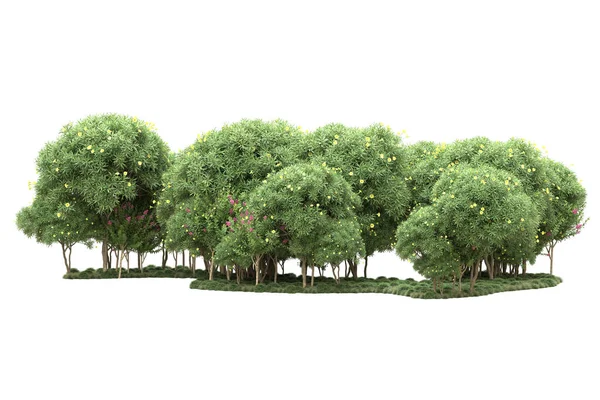 Остров Деревьями Изолированы Белом Фоне Рендеринг Иллюстрация — стоковое фото