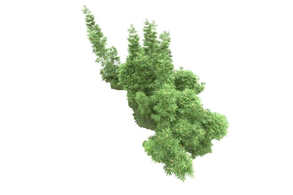 Острів Деревами Ізольовано Білому Тлі Візуалізація Ілюстрація — стокове фото