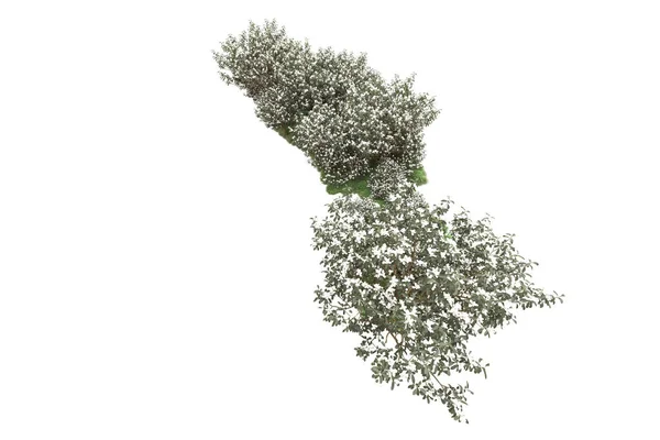 Árboles Verdes Con Flores Aisladas Sobre Fondo Blanco — Foto de Stock