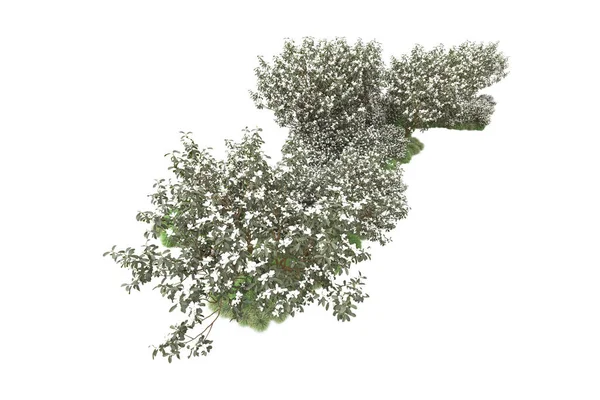 Árboles Verdes Con Flores Aisladas Sobre Fondo Blanco —  Fotos de Stock