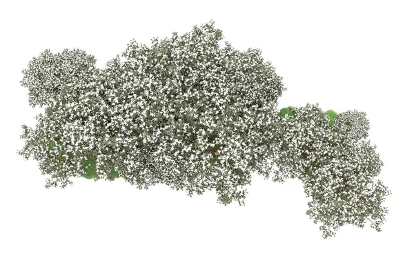 白い背景に隔離された花を持つ緑の木 — ストック写真