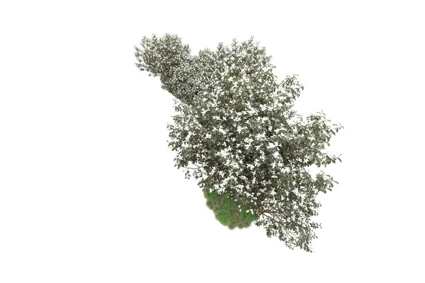 Πράσινα Δέντρα Λουλούδια Απομονωμένα Λευκό Φόντο — Φωτογραφία Αρχείου