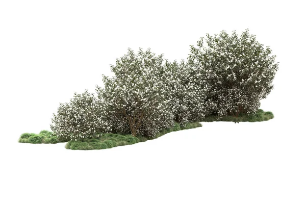 Grüne Bäume Mit Blumen Isoliert Auf Weißem Hintergrund — Stockfoto