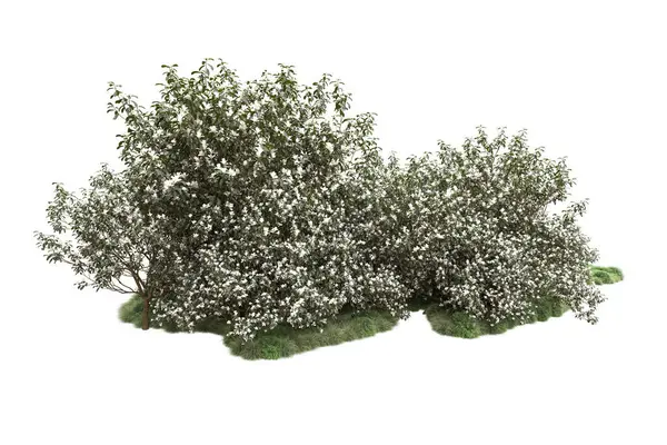 Árboles Verdes Con Flores Aisladas Sobre Fondo Blanco —  Fotos de Stock