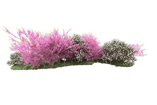白い背景に隔離された花を持つ緑の木 — ストック写真