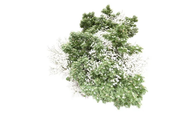 Beyaz Arkaplanda Yeşil Çiçekli Ağaçlar — Stok fotoğraf