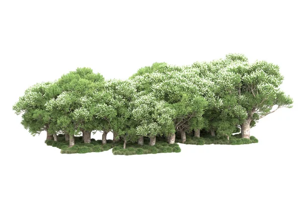 Зелені Дерева Квітами Ізольовані Білому Тлі — стокове фото