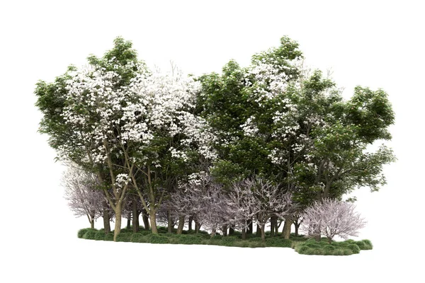 Zelené Stromy Květy Izolované Bílém Pozadí — Stock fotografie
