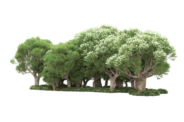 Beyaz Arkaplanda Yeşil Çiçekli Ağaçlar — Stok fotoğraf