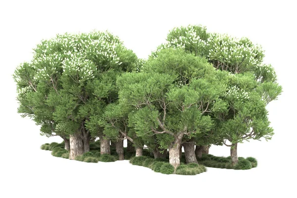 Zielone Drzewa Kwiatami Izolowane Białym Tle — Zdjęcie stockowe