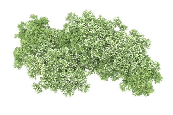 Gröna Träd Med Blommor Isolerade Vit Bakgrund — Stockfoto