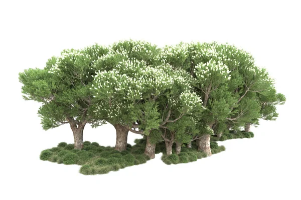 Зеленые Деревья Цветами Изолированы Белом Фоне — стоковое фото