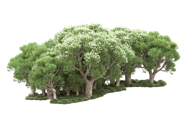 Zöld Fák Virágok Elszigetelt Fehér Háttér — Stock Fotó